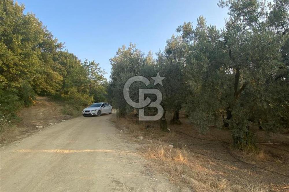 BURSA İZNİK DERBENT'TE YOLA CEPHELİ GÖL MANZARALI BAĞ