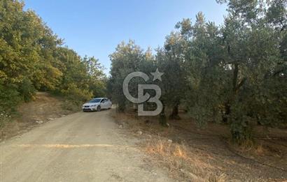 BURSA İZNİK DERBENT'TE YOLA CEPHELİ GÖL MANZARALI BAĞ