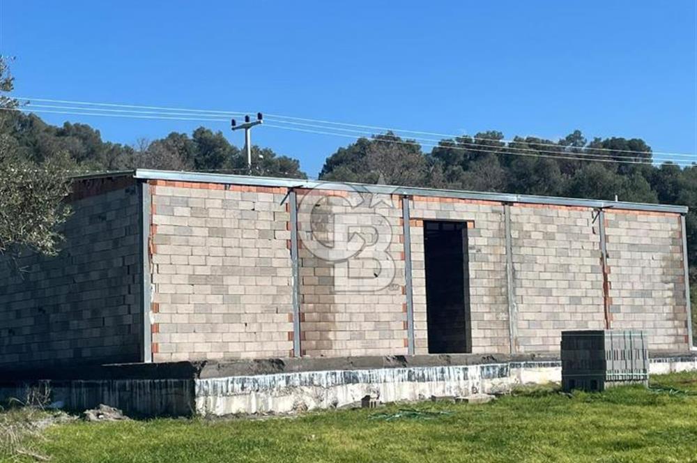 Güzelbahçe'de Ana Yola Yakın 5 Dönüm Kiralık Tarla