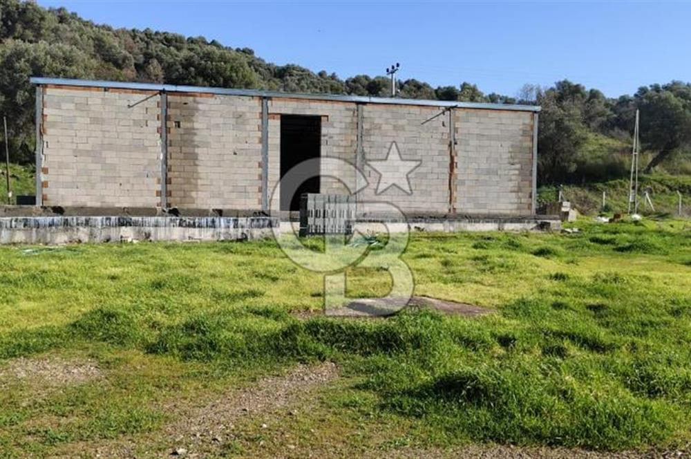 Güzelbahçe'de Ana Yola Yakın 5 Dönüm Kiralık Tarla