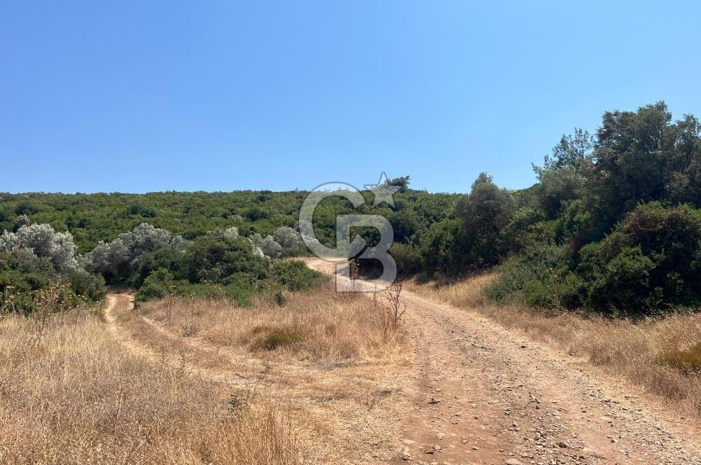 Urla / Yağcılar'da Papaz Koyuna Yakın Yatırımlık Zeytinlik