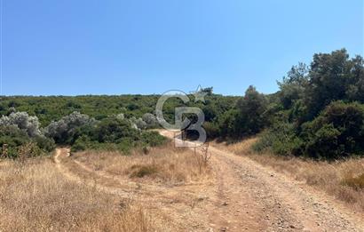 Urla / Yağcılar'da Papaz Koyuna Yakın Yatırımlık Zeytinlik