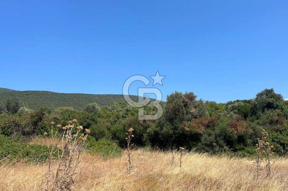 Urla / Yağcılar'da Papaz Koyuna Yakın Yatırımlık Zeytinlik