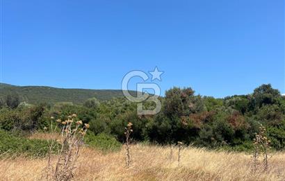 Urla / Yağcılar'da Papaz Koyuna Yakın Yatırımlık Zeytinlik