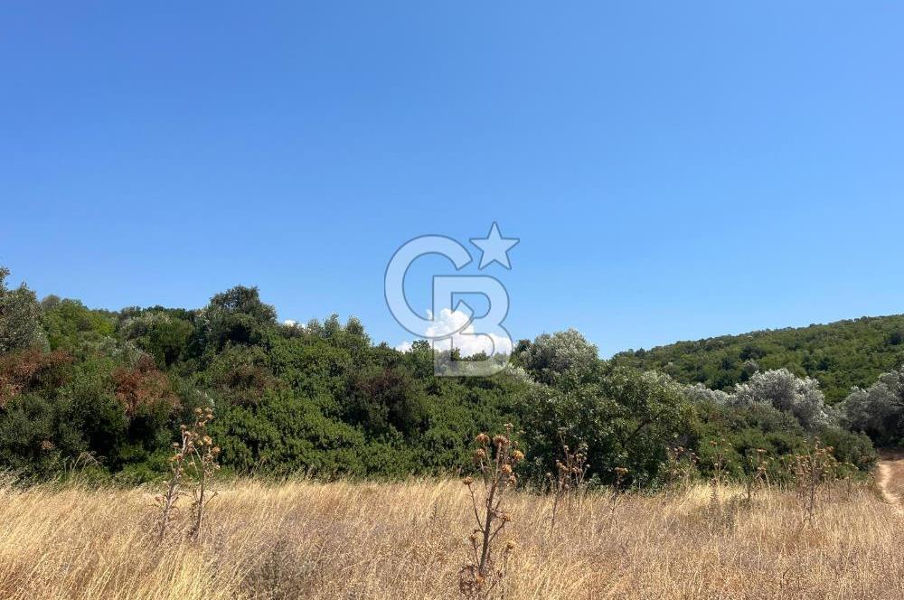 Urla / Yağcılar'da Papaz Koyuna Yakın Yatırımlık Zeytinlik