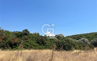 Urla / Yağcılar'da Papaz Koyuna Yakın Yatırımlık Zeytinlik