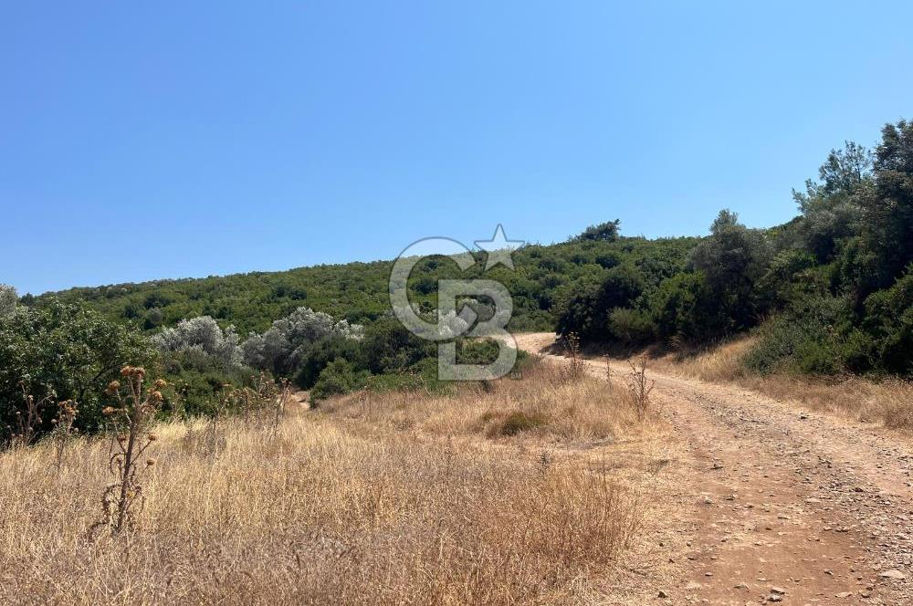 Urla / Yağcılar'da Papaz Koyuna Yakın Yatırımlık Zeytinlik
