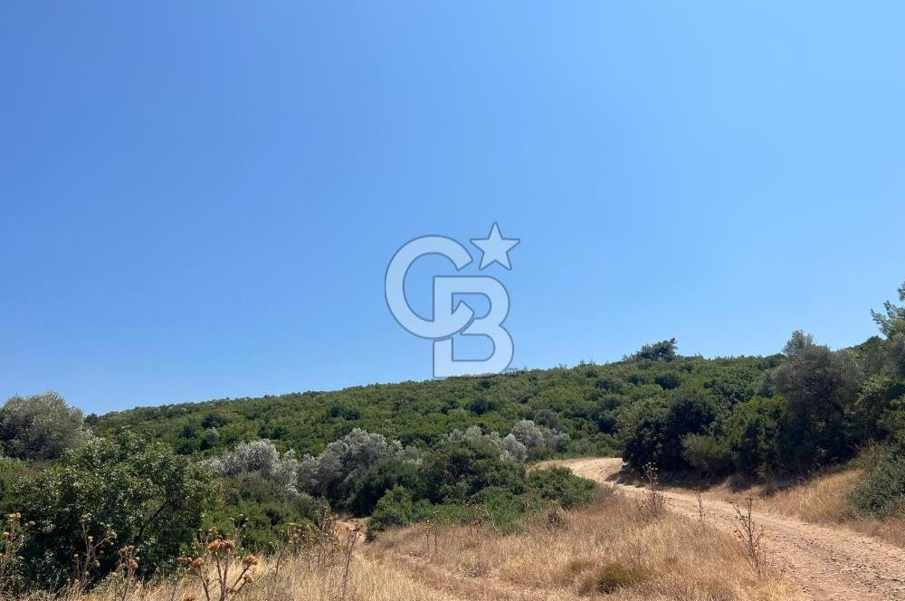 Urla / Yağcılar'da Papaz Koyuna Yakın Yatırımlık Zeytinlik