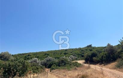 Urla / Yağcılar'da Papaz Koyuna Yakın Yatırımlık Zeytinlik