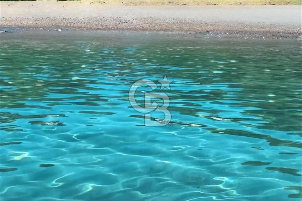 Urla / Yağcılar'da Papaz Koyuna Yakın Yatırımlık Zeytinlik
