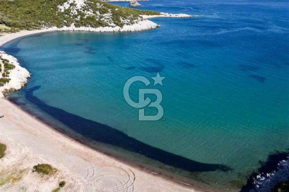 Urla / Yağcılar'da Papaz Koyuna Yakın Yatırımlık Zeytinlik
