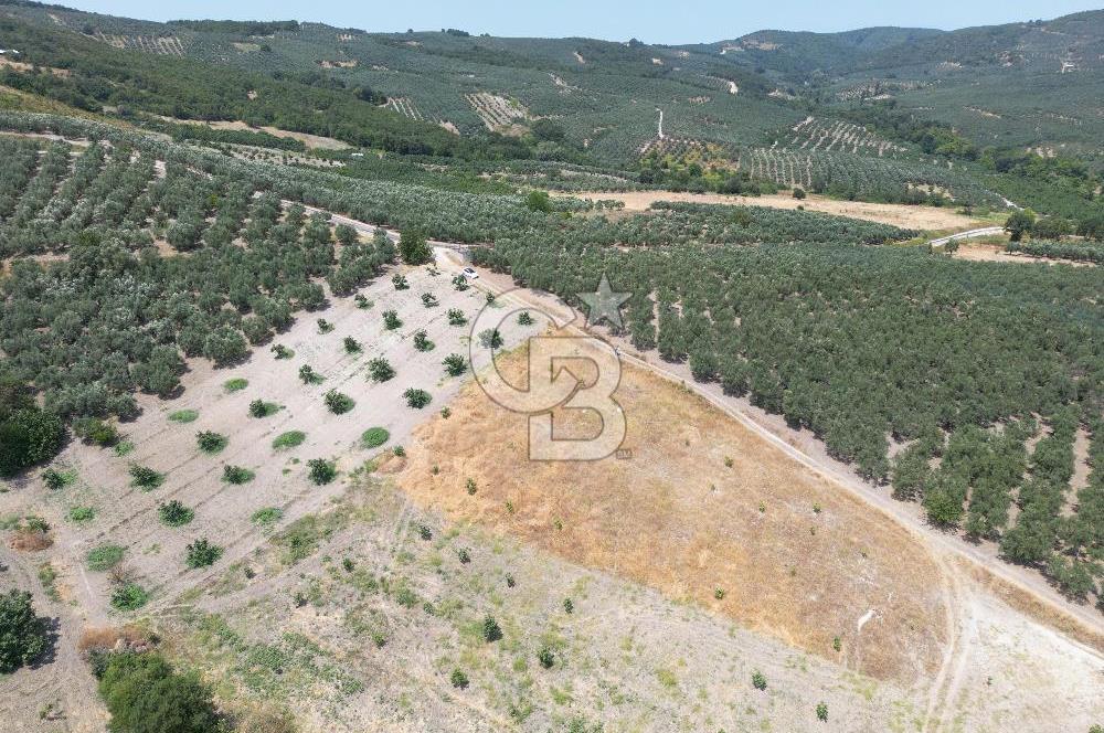 CB ADDRESS'TEN MUDANYA ÇINARLI'DA GÖL MANZARALI SATILIK TARLA