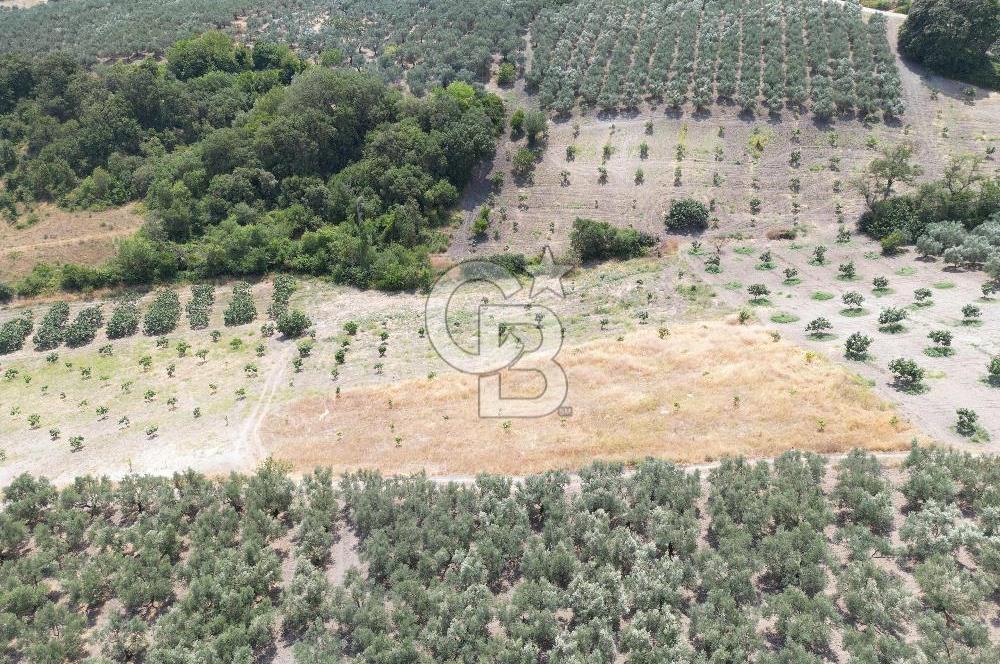 CB ADDRESS'TEN MUDANYA ÇINARLI'DA GÖL MANZARALI SATILIK TARLA