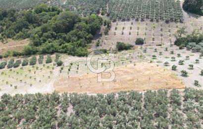 CB ADDRESS'TEN MUDANYA ÇINARLI'DA GÖL MANZARALI SATILIK TARLA