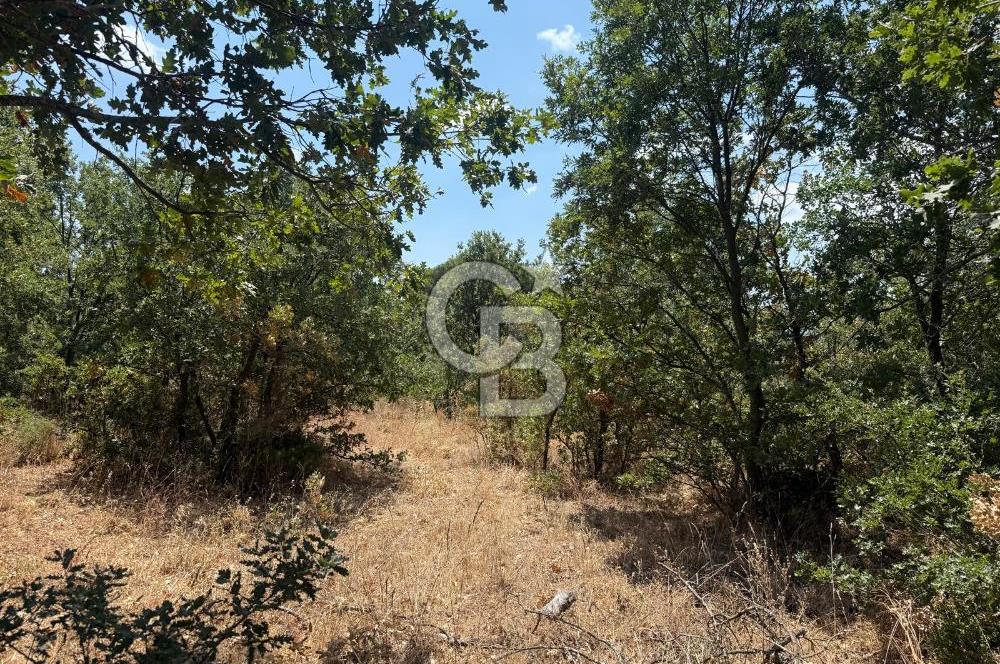 🌿 YATIRIMLIK DOĞA HARİKASI TARLA - KOZAK YAYLASI / GÖLAVLU MEVKİİ 🌿