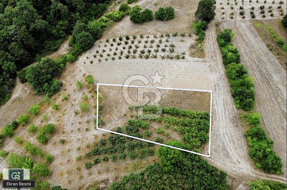CB TOWER'DAN KANDIRA AĞAÇAĞIL'DA SATILIK 1632 M2 FINDIKLIK.