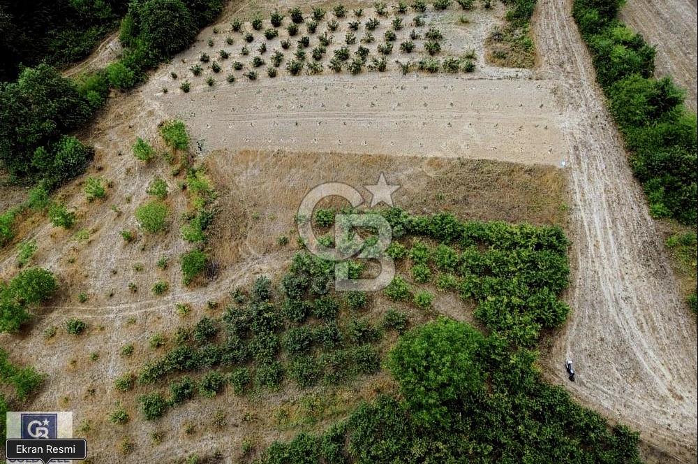 CB TOWER'DAN KANDIRA AĞAÇAĞIL'DA SATILIK 1632 M2 FINDIKLIK.