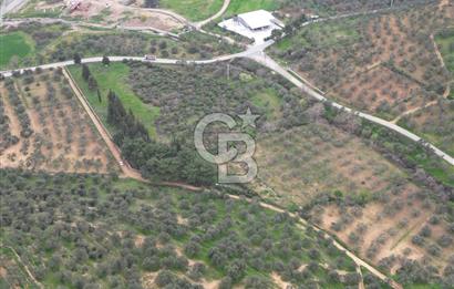 Balıkesir Burhaniye Hisar Köy'e yakın 2816 m² SATILIK ZEYTİNLİK
