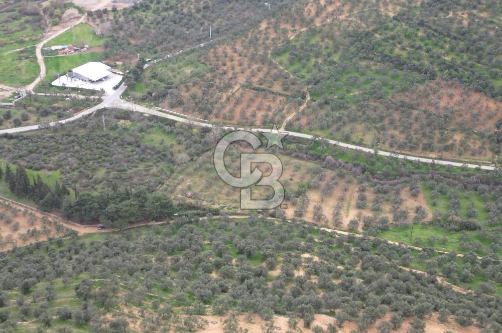 Balıkesir Burhaniye Hisar Köy'e yakın 2816 m² SATILIK ZEYTİNLİK