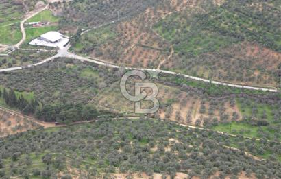 Balıkesir Burhaniye Hisar Köy'e yakın 2816 m² SATILIK ZEYTİNLİK