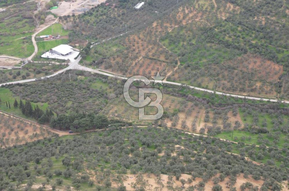Balıkesir Burhaniye Hisar Köy'e yakın 2816 m² SATILIK ZEYTİNLİK