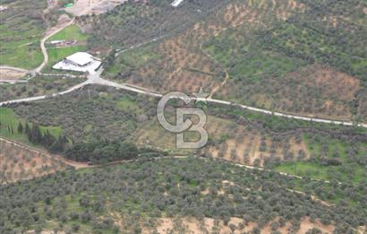 Balıkesir Burhaniye Hisar Köy'e yakın 2816 m² SATILIK ZEYTİNLİK
