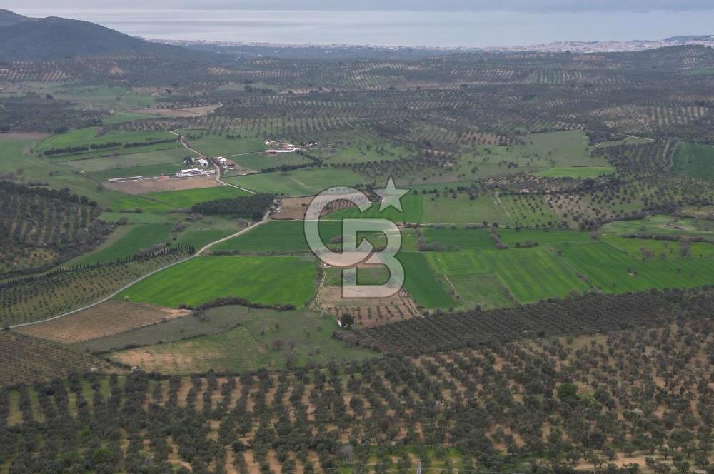 Balıkesir Burhaniye Hisar Köy'e yakın 2816 m² SATILIK ZEYTİNLİK
