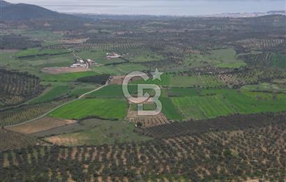 Balıkesir Burhaniye Hisar Köy'e yakın 2816 m² SATILIK ZEYTİNLİK