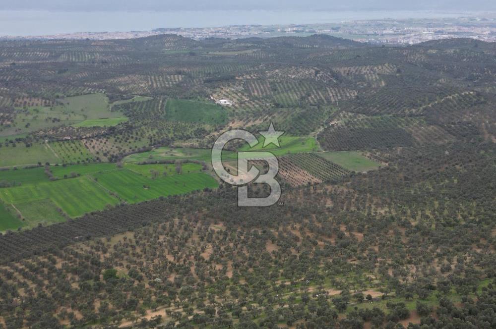 Balıkesir Burhaniye Hisar Köy'e yakın 2816 m² SATILIK ZEYTİNLİK