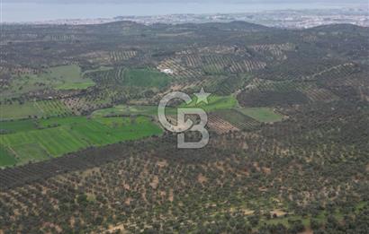 Balıkesir Burhaniye Hisar Köy'e yakın 2816 m² SATILIK ZEYTİNLİK