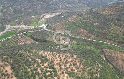 Balıkesir Burhaniye Hisar Köy'e yakın 2816 m² SATILIK ZEYTİNLİK