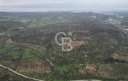 Balıkesir Burhaniye Hisar Köy'e yakın 2816 m² SATILIK ZEYTİNLİK