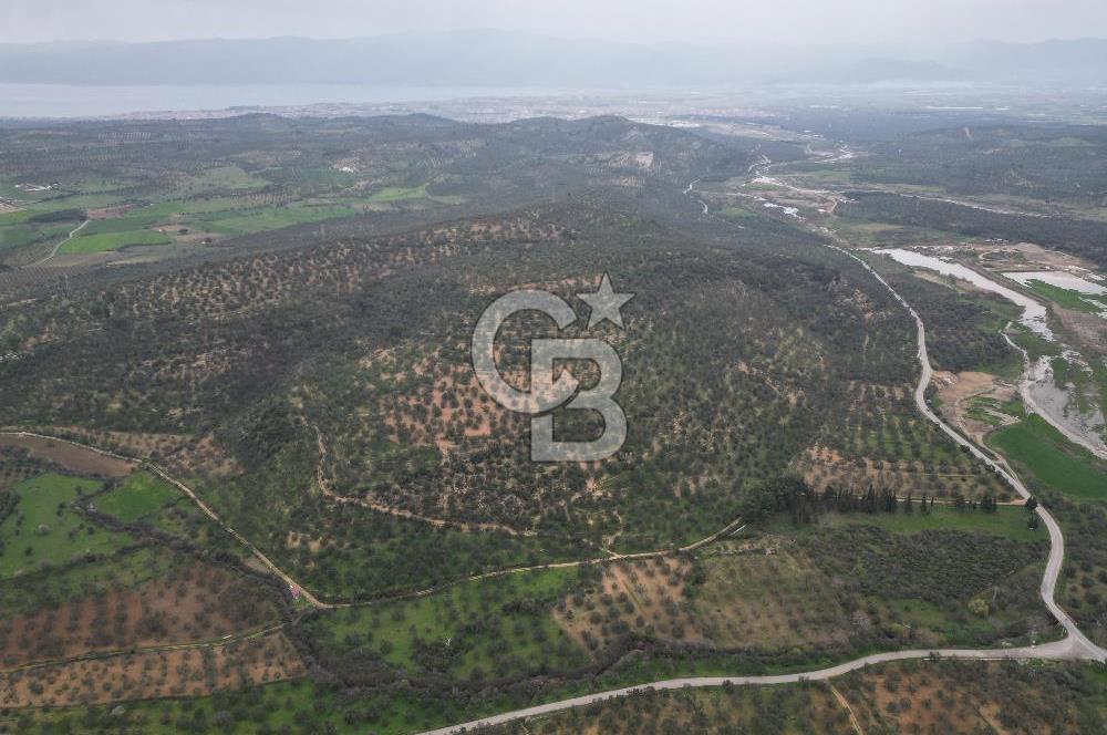 Balıkesir Burhaniye Hisar Köy'e yakın 2816 m² SATILIK ZEYTİNLİK