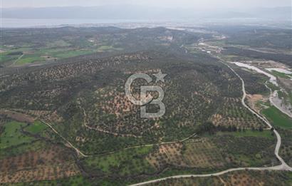 Balıkesir Burhaniye Hisar Köy'e yakın 2816 m² SATILIK ZEYTİNLİK