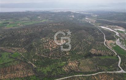 Balıkesir Burhaniye Hisar Köy'e yakın 2816 m² SATILIK ZEYTİNLİK