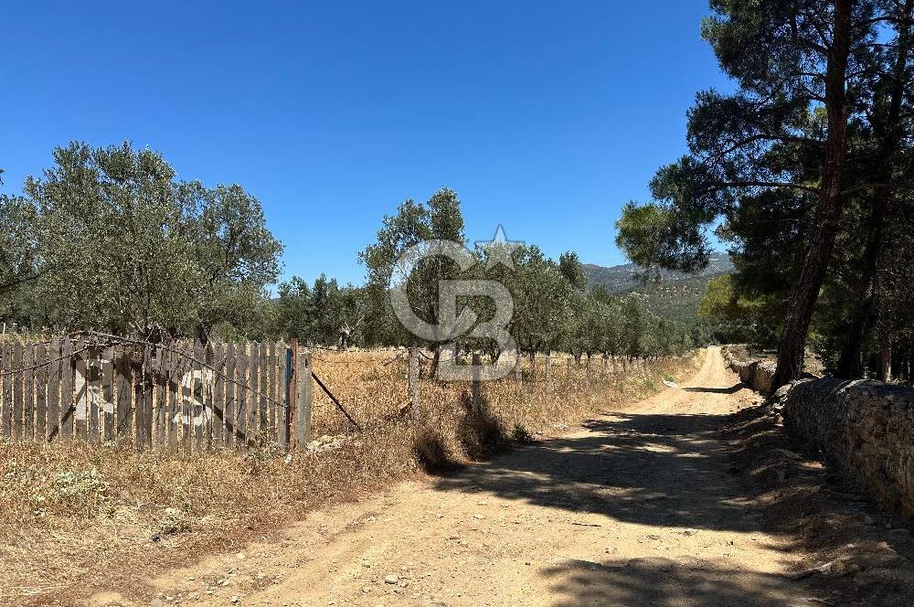 Balıkesir Burhaniye Hisar Köy'e yakın 2816 m² SATILIK ZEYTİNLİK