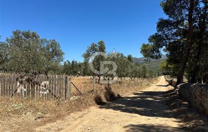 Balıkesir Burhaniye Hisar Köy'e yakın 2816 m² SATILIK ZEYTİNLİK