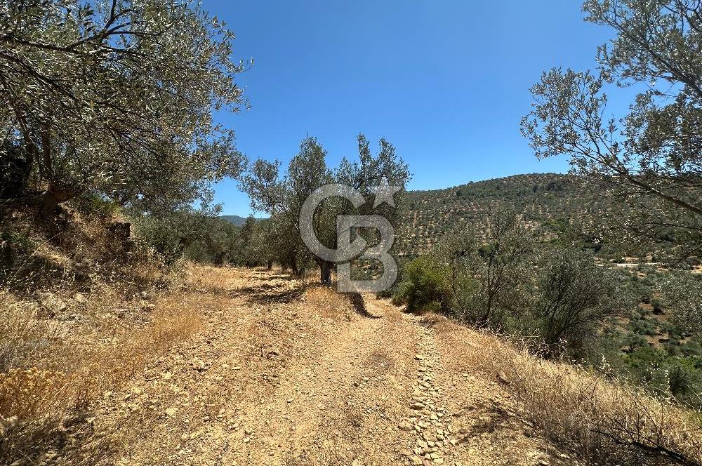 Balıkesir Burhaniye Hisar Köy'e yakın 2816 m² SATILIK ZEYTİNLİK