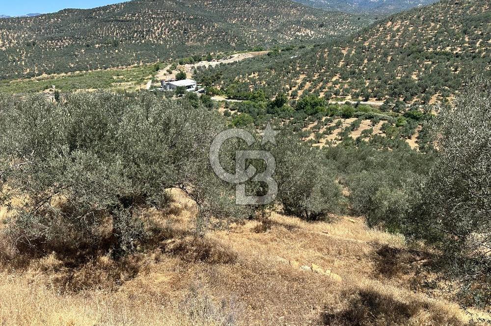 Balıkesir Burhaniye Hisar Köy'e yakın 2816 m² SATILIK ZEYTİNLİK