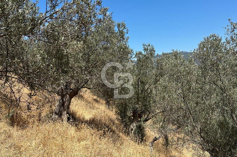 Balıkesir Burhaniye Hisar Köy'e yakın 2816 m² SATILIK ZEYTİNLİK