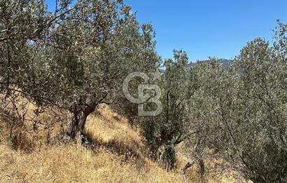 Balıkesir Burhaniye Hisar Köy'e yakın 2816 m² SATILIK ZEYTİNLİK