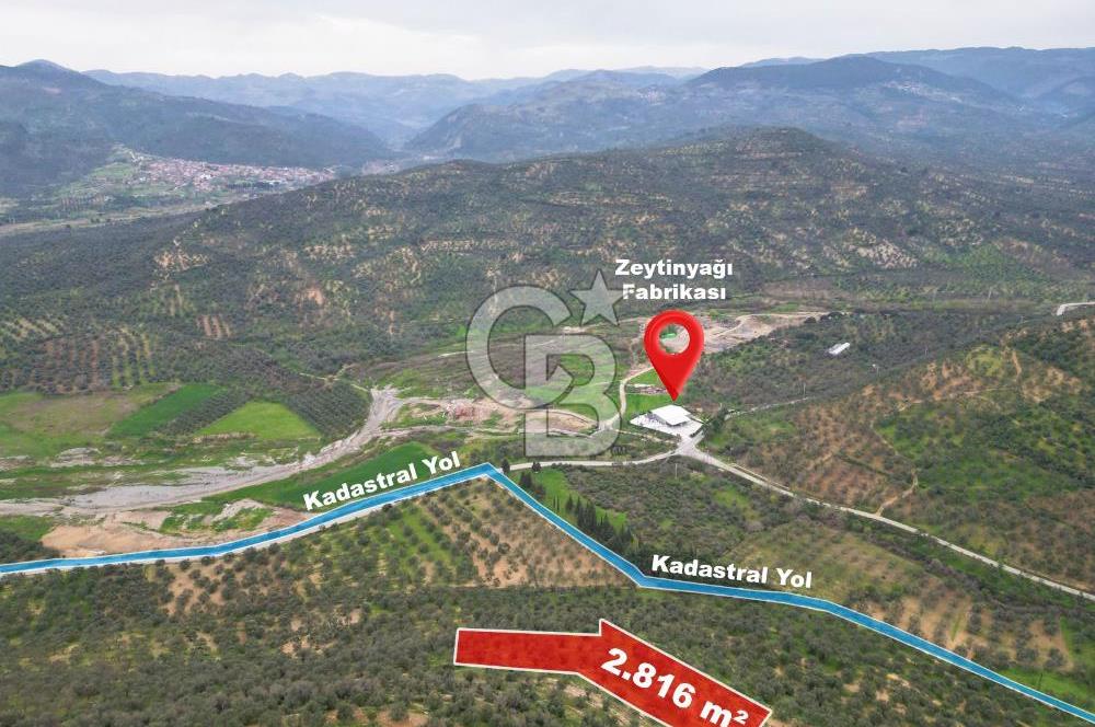 Balıkesir Burhaniye Hisar Köy'e yakın 2816 m² SATILIK ZEYTİNLİK