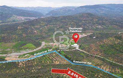 Balıkesir Burhaniye Hisar Köy'e yakın 2816 m² SATILIK ZEYTİNLİK