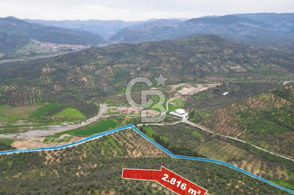 Balıkesir Burhaniye Hisar Köy'e yakın 2816 m² SATILIK ZEYTİNLİK