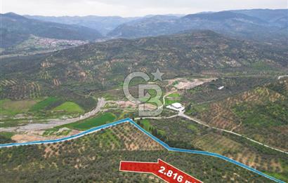 Balıkesir Burhaniye Hisar Köy'e yakın 2816 m² SATILIK ZEYTİNLİK