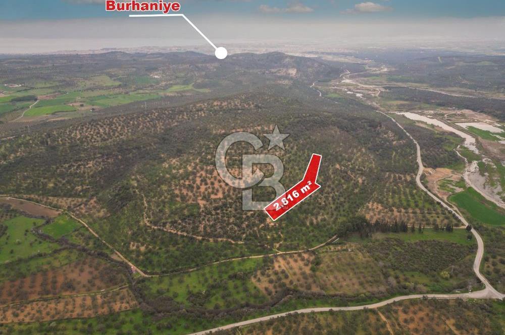 Balıkesir Burhaniye Hisar Köy'e yakın 2816 m² SATILIK ZEYTİNLİK