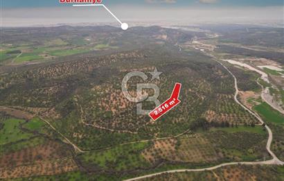 Balıkesir Burhaniye Hisar Köy'e yakın 2816 m² SATILIK ZEYTİNLİK
