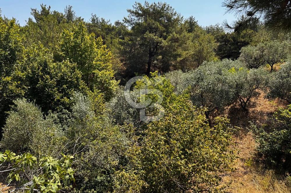 Kemalpaşa Armutlu’da 22 dönüm zeytinlik