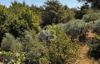 Kemalpaşa Armutlu’da 22 dönüm zeytinlik
