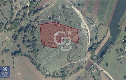 CB ENVOY'dan Kandıra Duraçali'de 9.571m2 Tarla